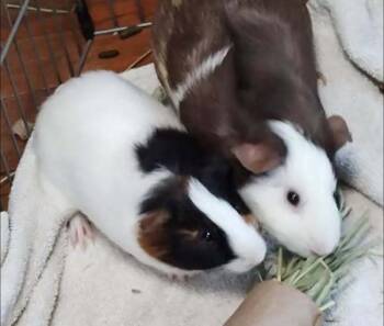 Rescue Guinea Pig Guinea Pigs for Adoption - Caeser & Pinecone | PetCurious